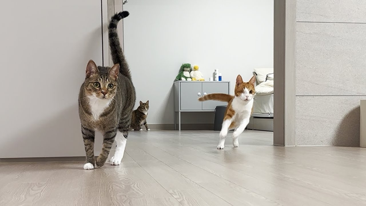 고양이들과 새로운 인트로 영상 촬영하기!