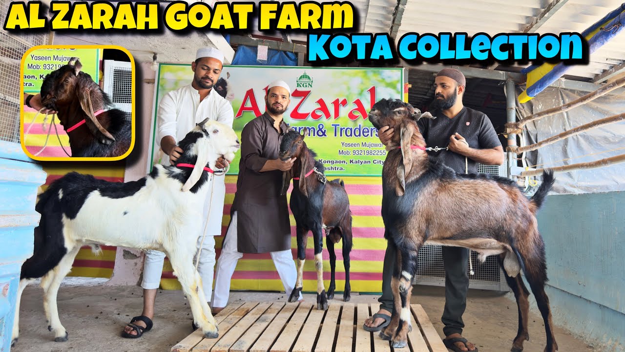 KOTA GOATS for Sale at Reasonable Price at AL ZARAH Goat Farm KALYAN