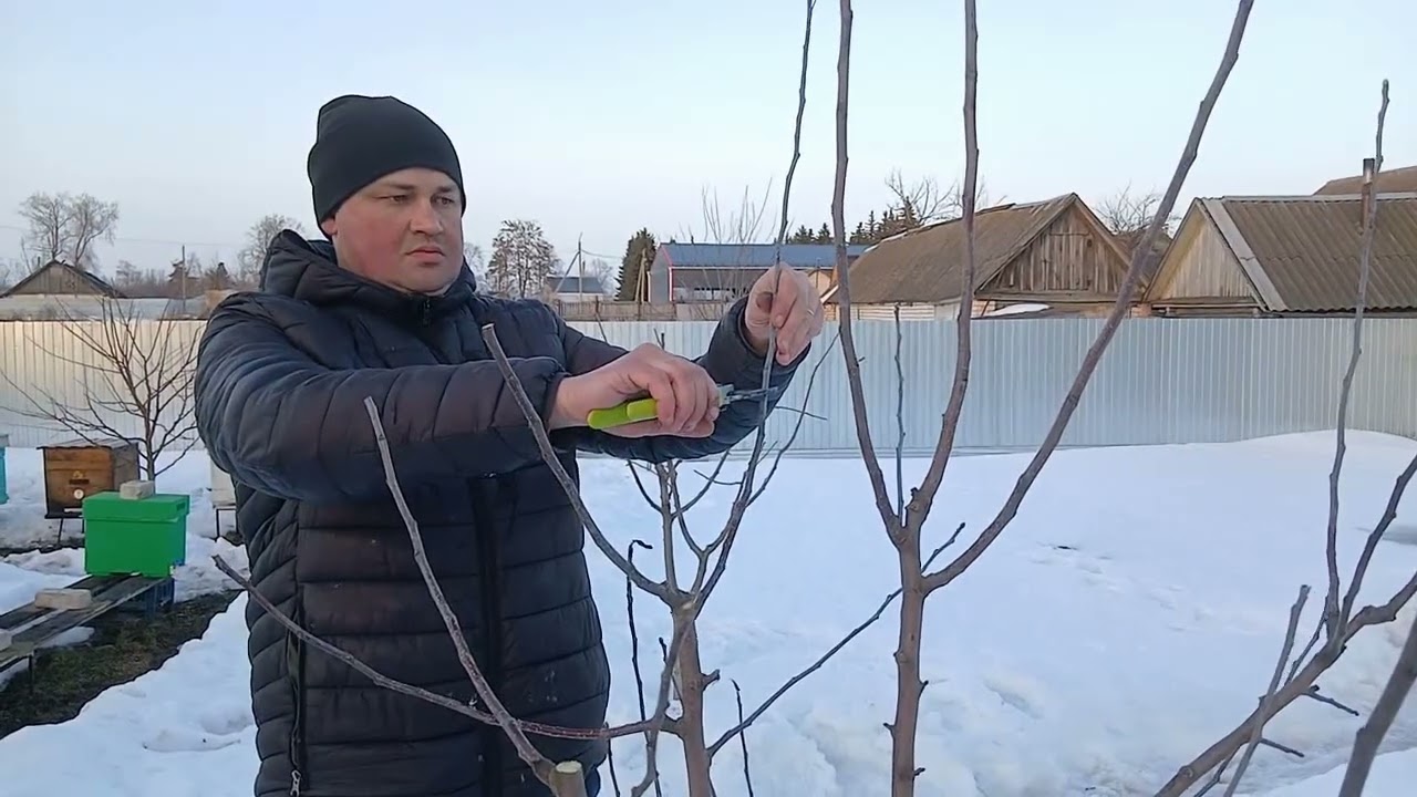 🔴Весенняя обрезка яблони