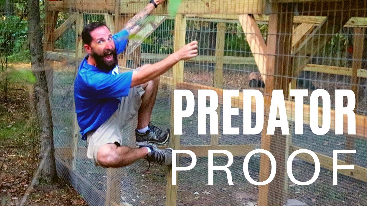 Chicken Coop & Run Build || Part 4 || Predator Proofing!