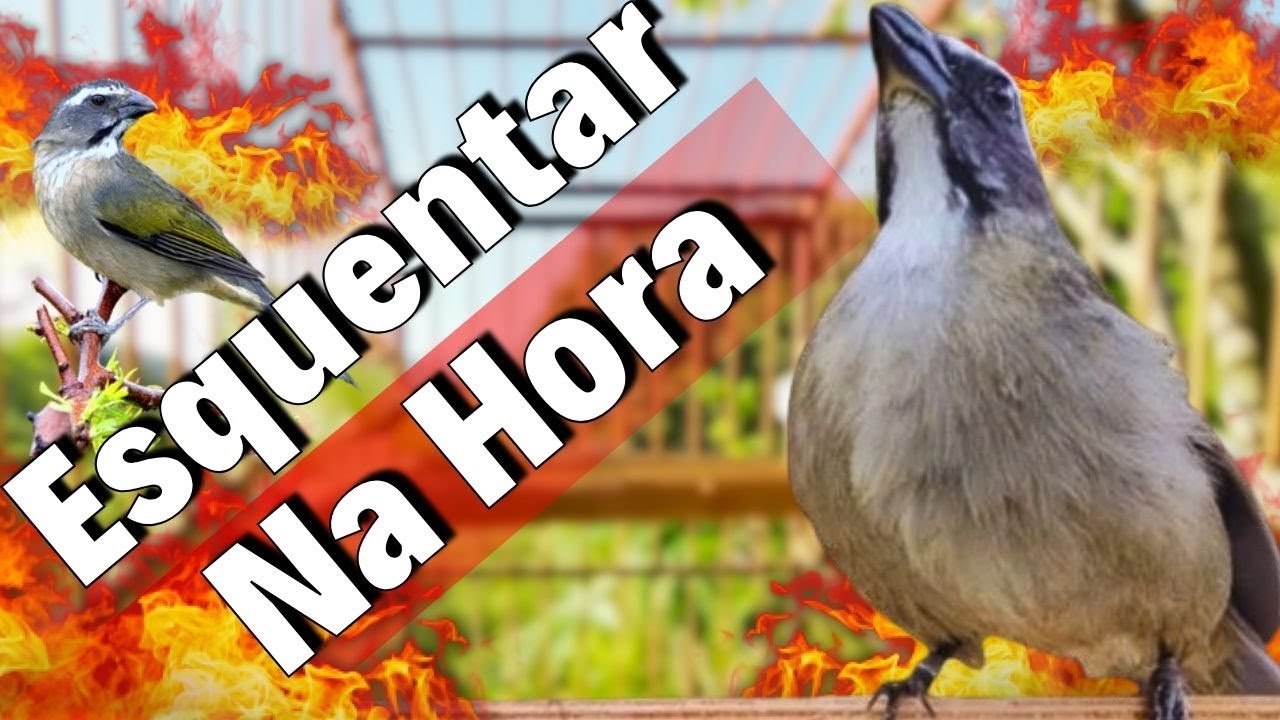 FÊMEA DE TRINCA FERRO PIANDO MUITO PARA ESQUENTAR TRINCA FERRO FRIO RÁPIDO