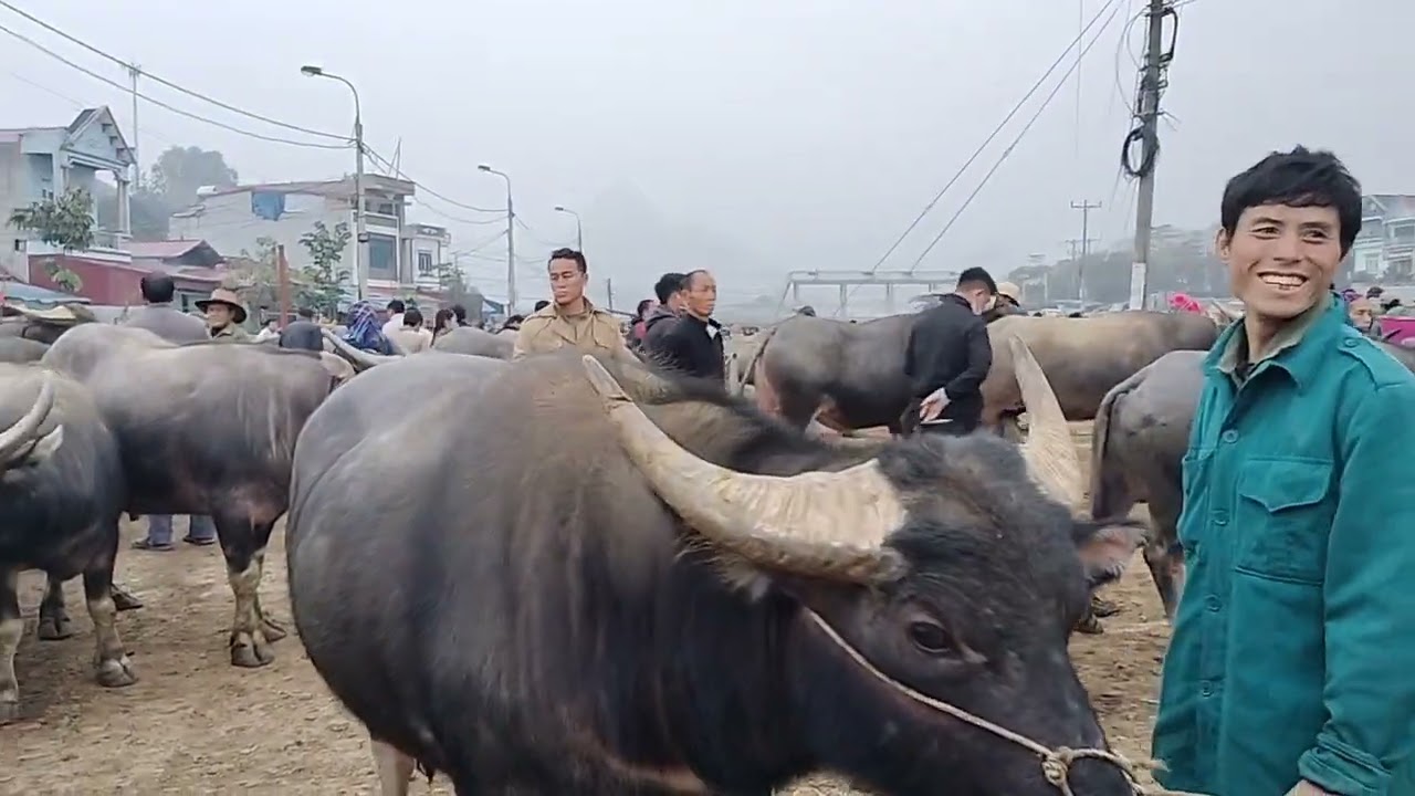 Mập mạp giản dị chợ trâu bắc Hà 