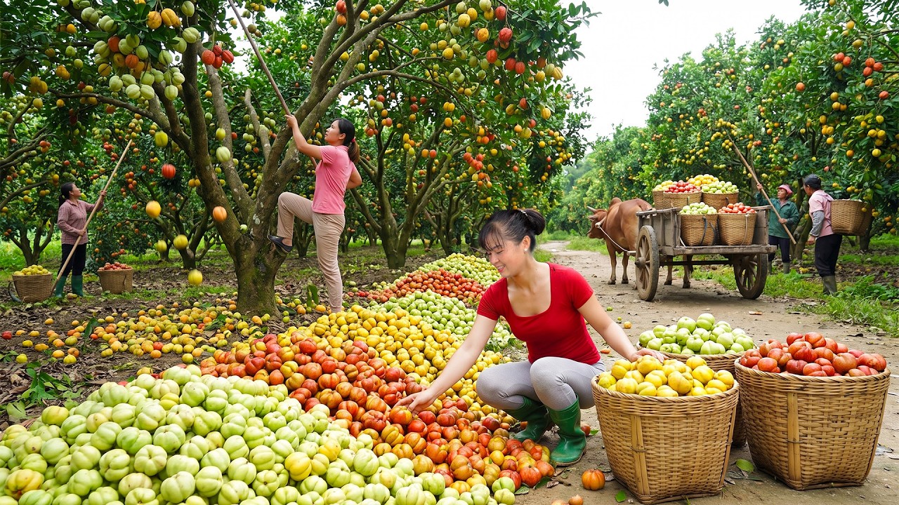 Massive Sour Fruit Harvest | You Won&rsquo;t Believe How Many Fruits We Picked!