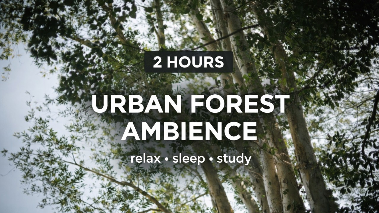 Urban Forest Ambience || 2 Hour Relaxation, Meditation & Sleep Sounds