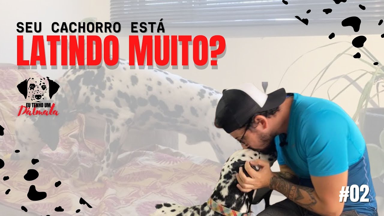 SEU CACHORRO ESTÁ LATINDO MUITO  Três dicas que vão te ajudar nisso