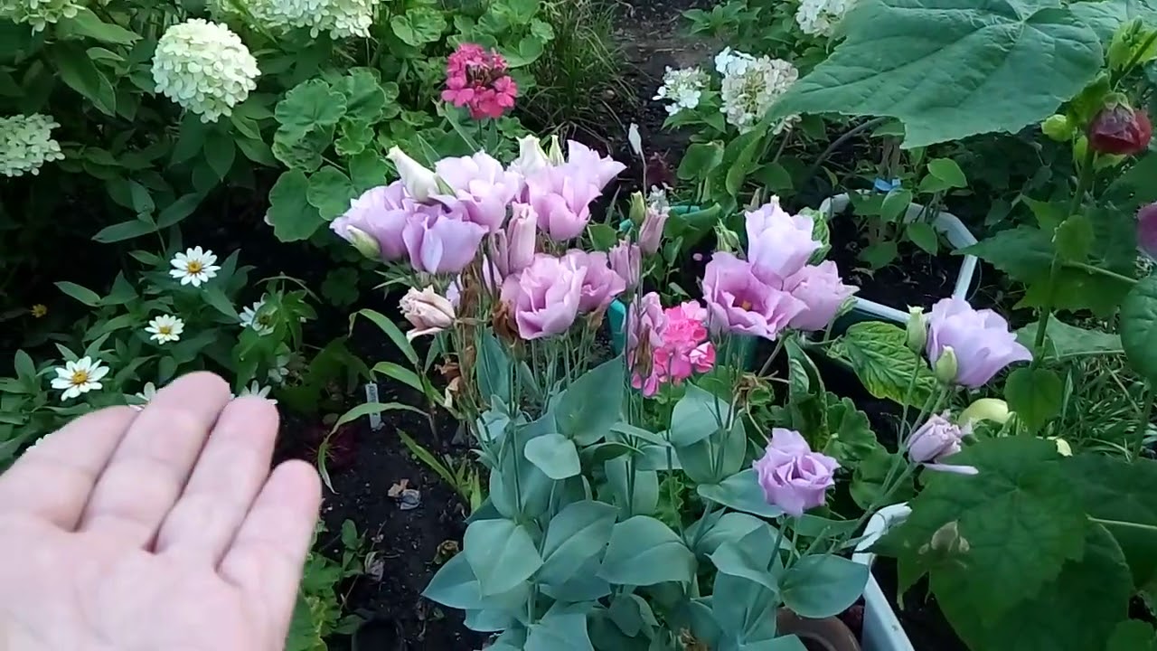 Эустома может быть многолетней, и уже совсем не капризной)))