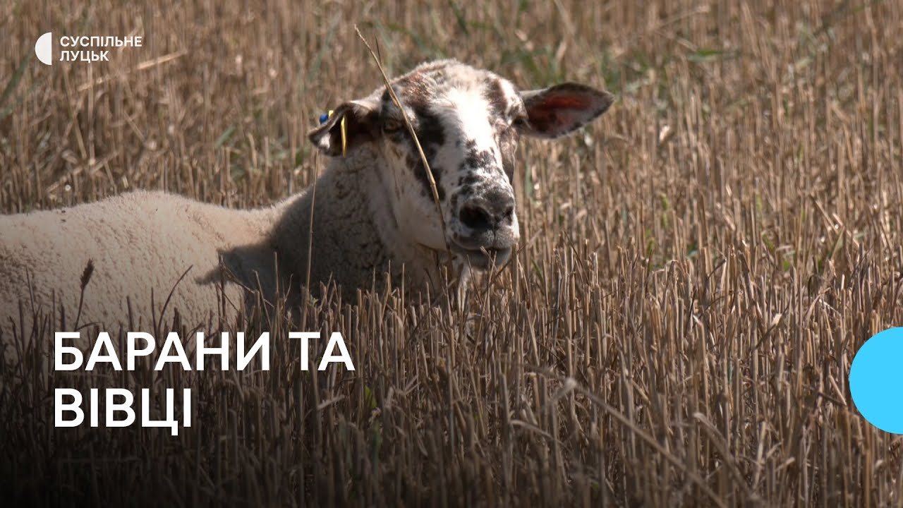 Фермер з Волині вісім років займається вівчарством
