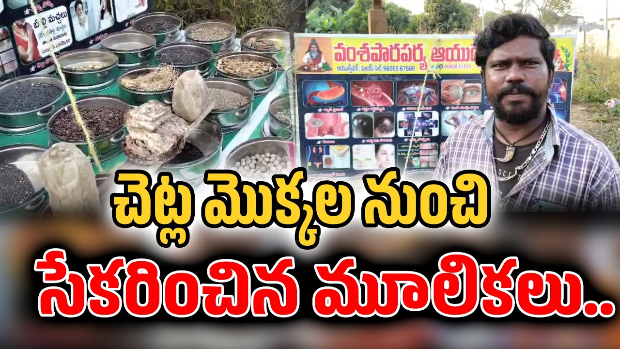 మన పూర్వీకుల కాలంలో ఏ అనారోగ్యం వచ్చినా ఔషధ గుణాలు ఉన్న చెట్ల మొక్కల ..