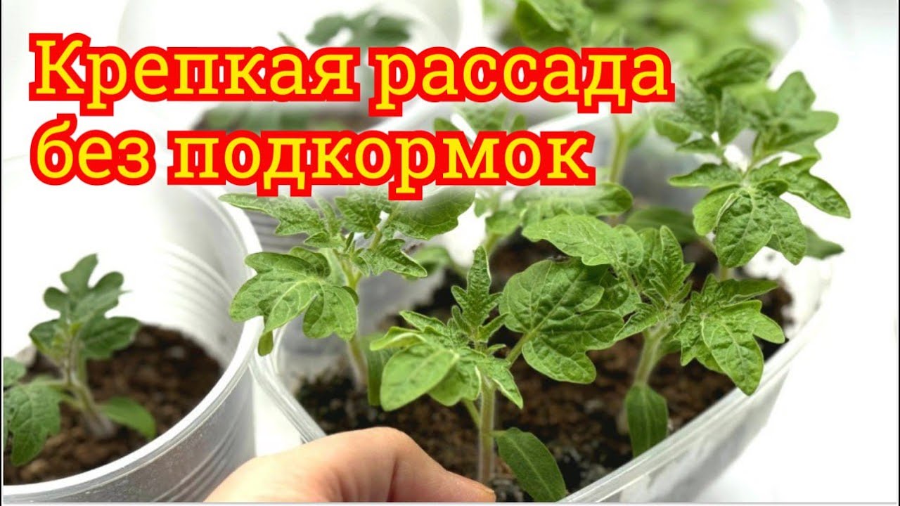 НЕ ПОДКАРМЛИВАЙТЕ РАССАДУ! Пока не посмотрите это видео
