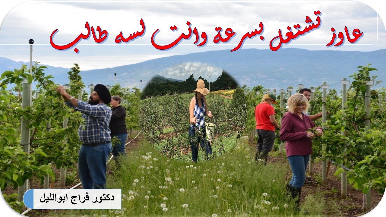 لو عاوز تشتغل بسرعة وانت طالب فى كلية زراعة أو معهد تعاون /أكتب تلك النصائح والخطوات/مهندس فاكهة