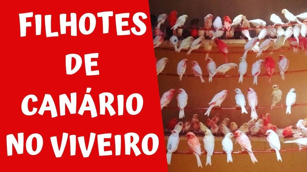 FILHOTES DE CANÁRIO VIVENDO SOLTOS NO VIVEIRO