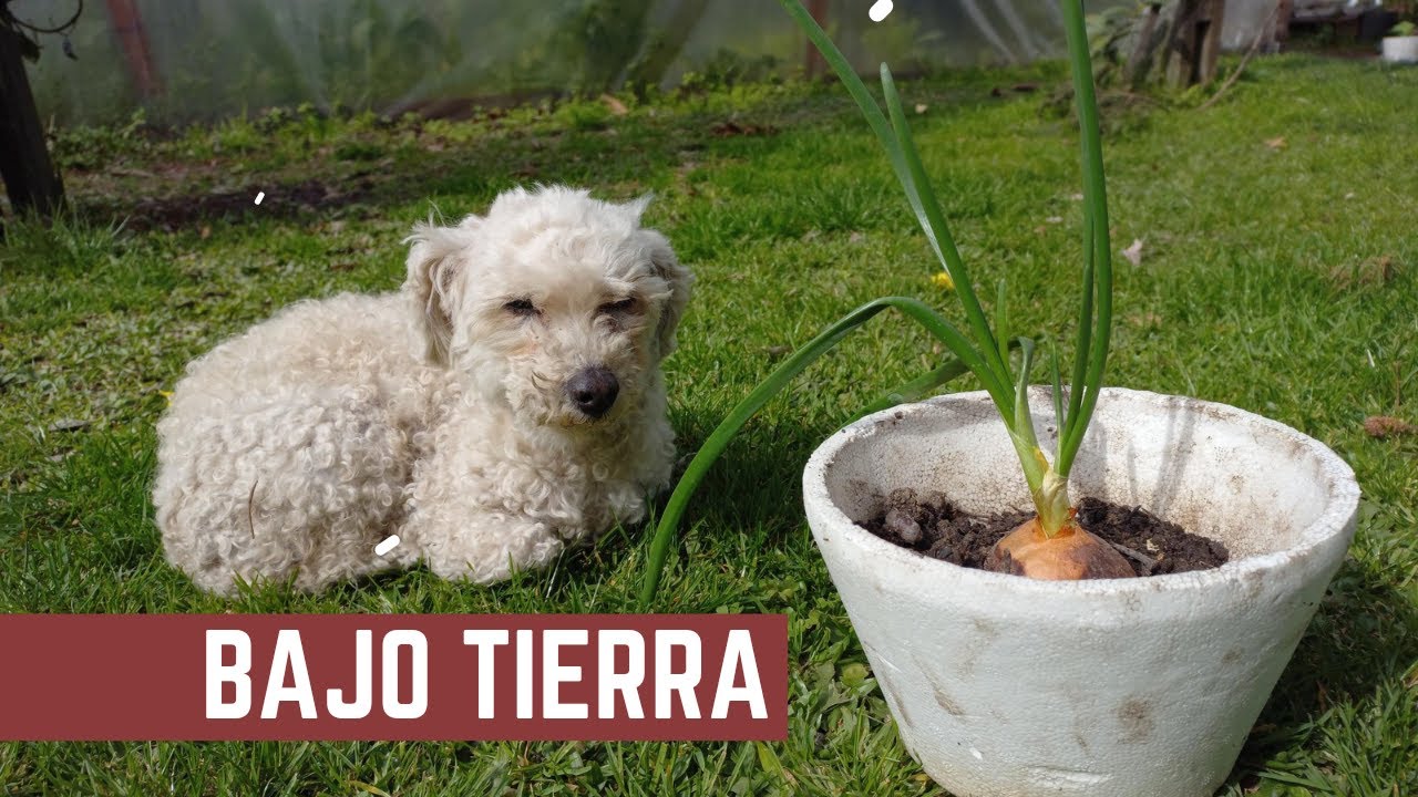 Como Transplantar Cebollas, Zanahorias y Remolachas - Cultivos Bajo Tierra