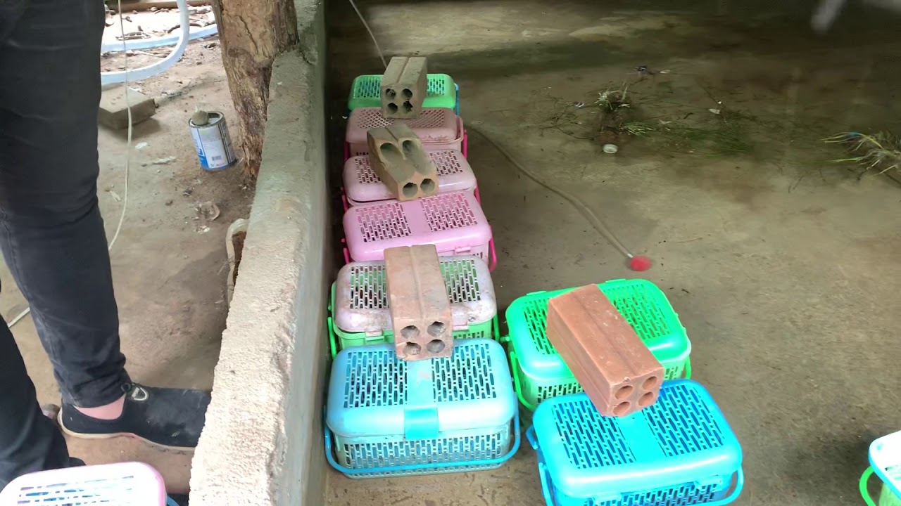 ការចិញ្ចឹមបង្កងពូជ​អូស្ត្រាលី​វត្ត​២