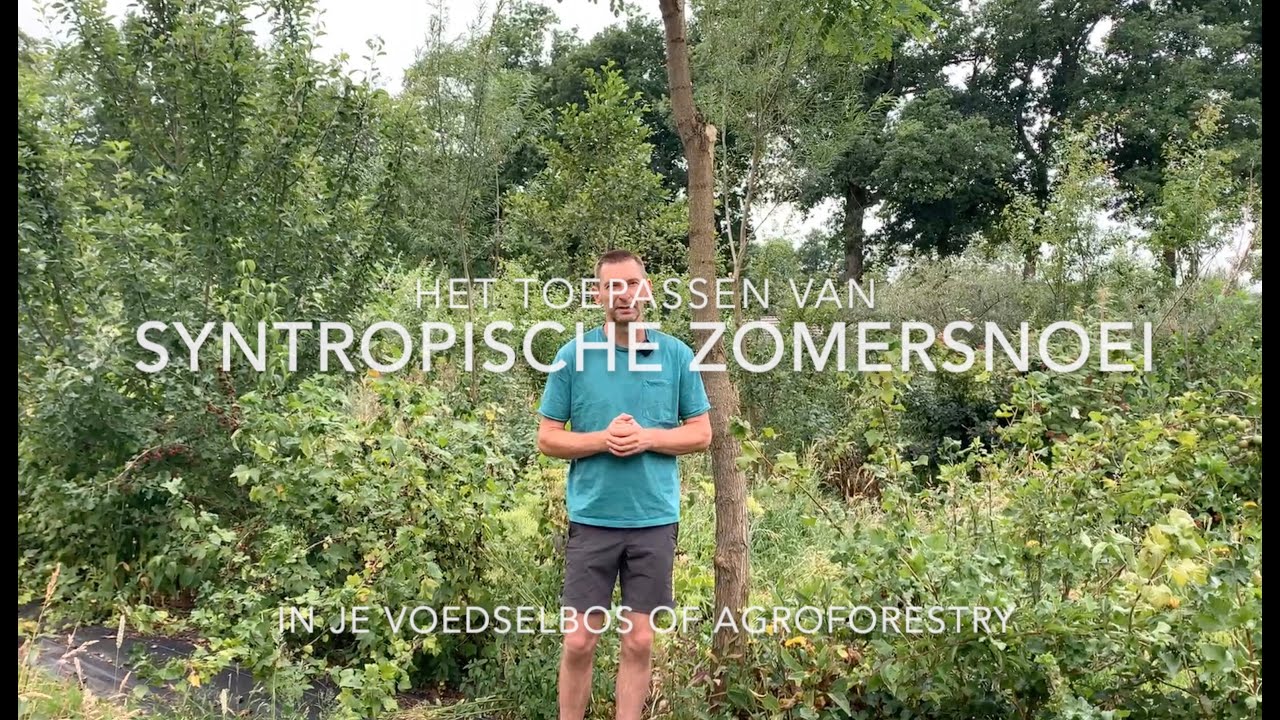 Syntropische zomersnoei in je voedselbos of agroforestry