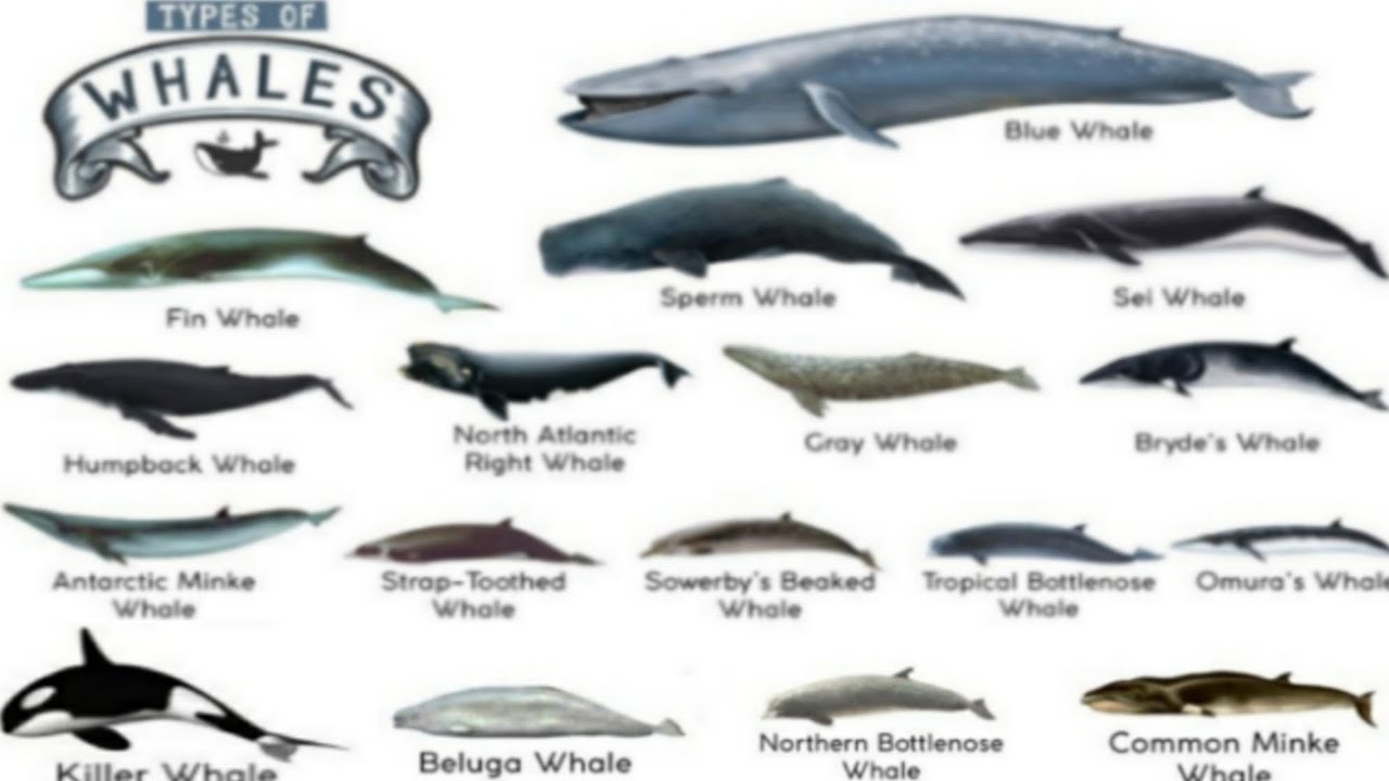Learn Types of Whales in Ocean / Whales family / whale sounds / Whale Names