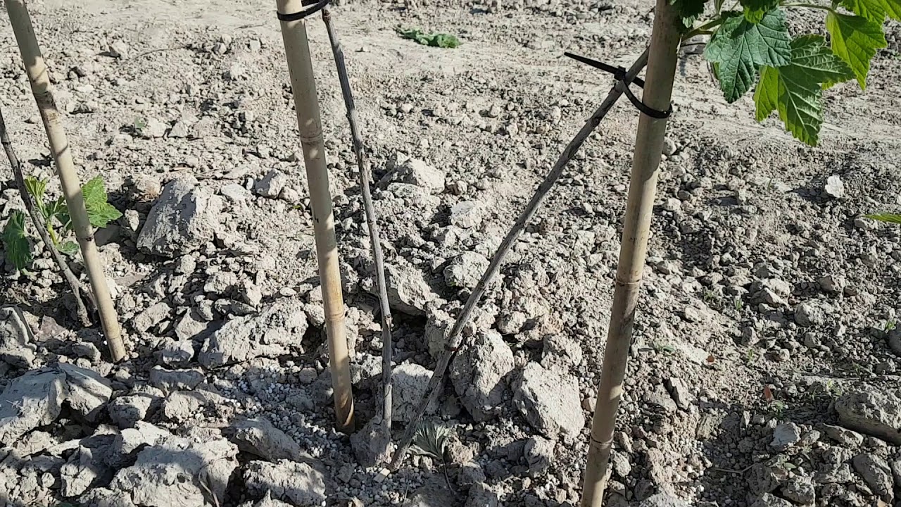 Porzeczka Czerwona Rovada - uprawa deserowa Szpaler
