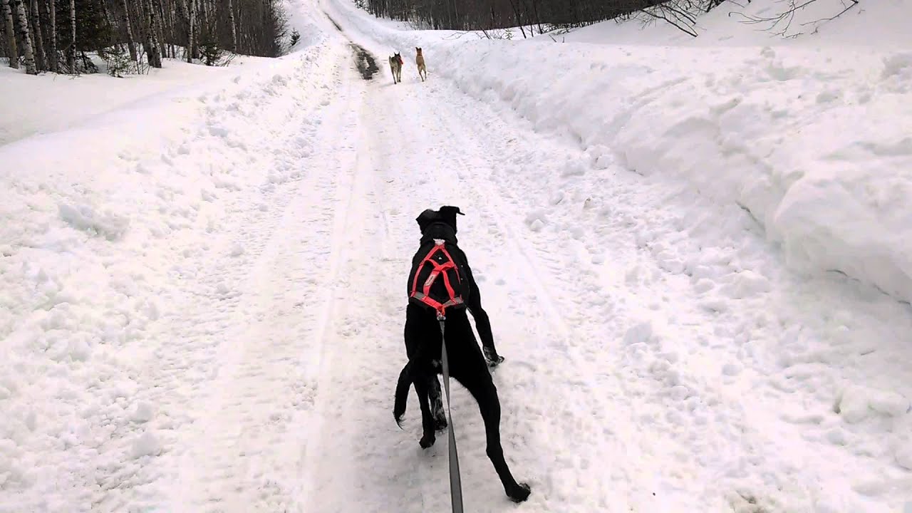 How to Teach Your Puppy to Pull Like a Sled Dog