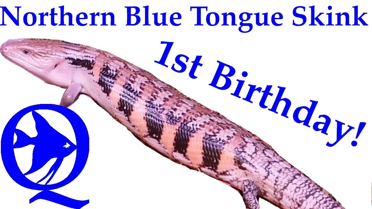 Northern Blue Tongue Skink Bio Active Setup: 1 Year Old Today