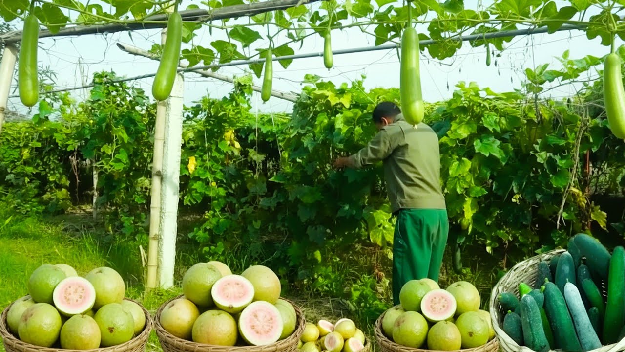 Rural Skills On Display Crafting A Wooden Crossbow And Harvesting Orchard Produce For Sale