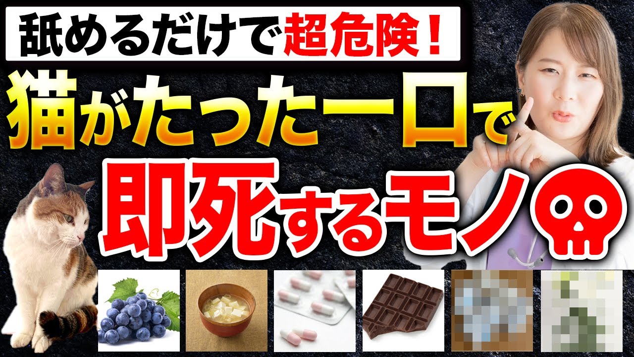 【超猛毒】猫が食べたら死ぬもの10選を獣医が解説