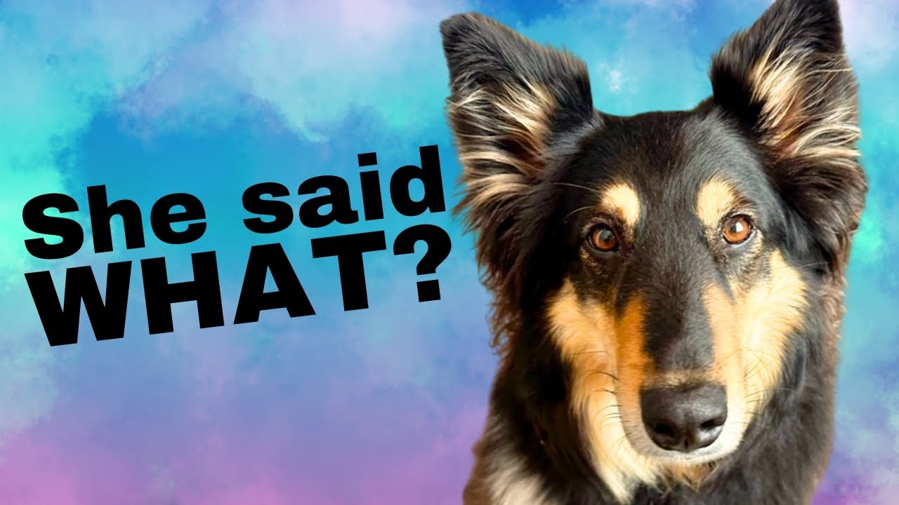 Dog TALKS with Buttons - BEST videos