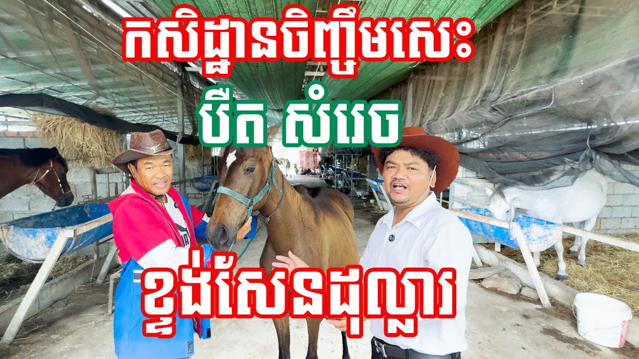 ស្ងាត់ៗ​ បឺត​ សំរេច​ មានកសិដ្ឋានចិញ្ចឹមសេះ​ តម្លៃជាង១០ម៉ឺនដុល្លារ!