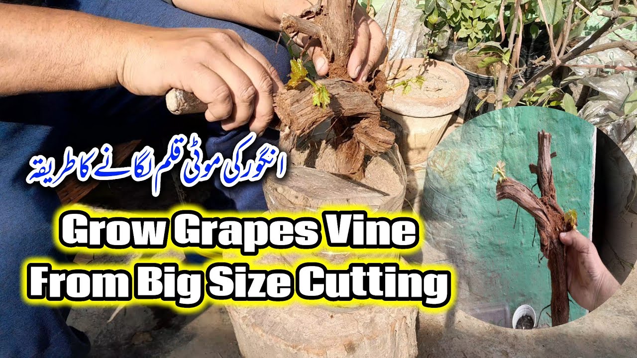  How To Grow Grape Vine From Large Cutting | Mr Planter