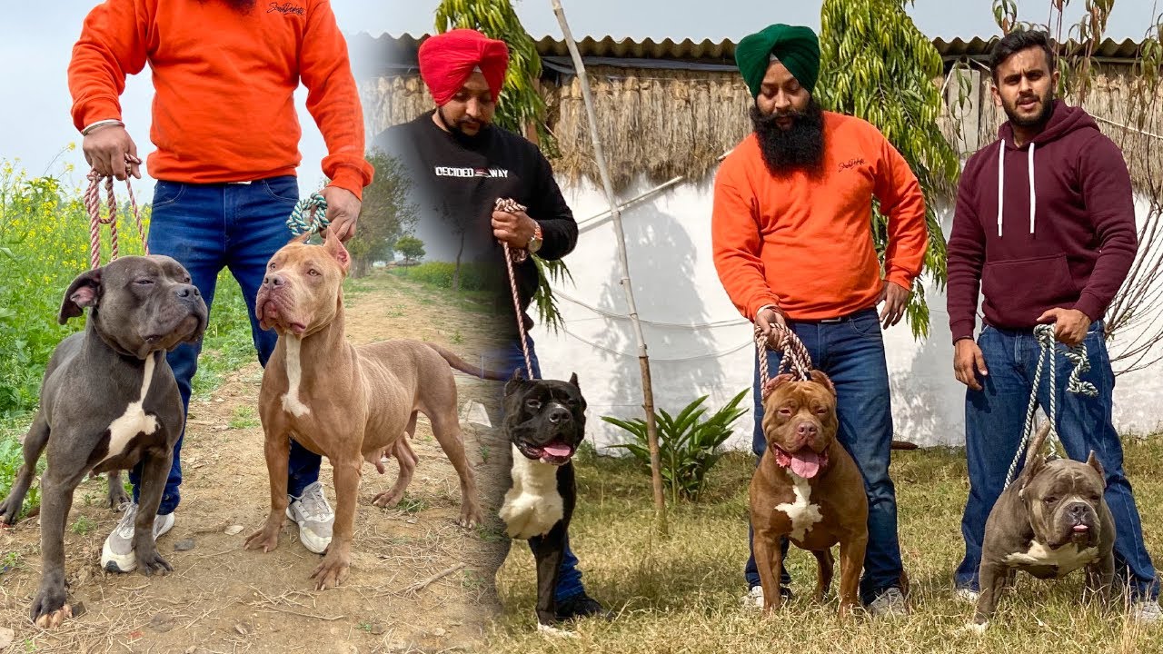 India's Biggest Large Size Bully Farm😱