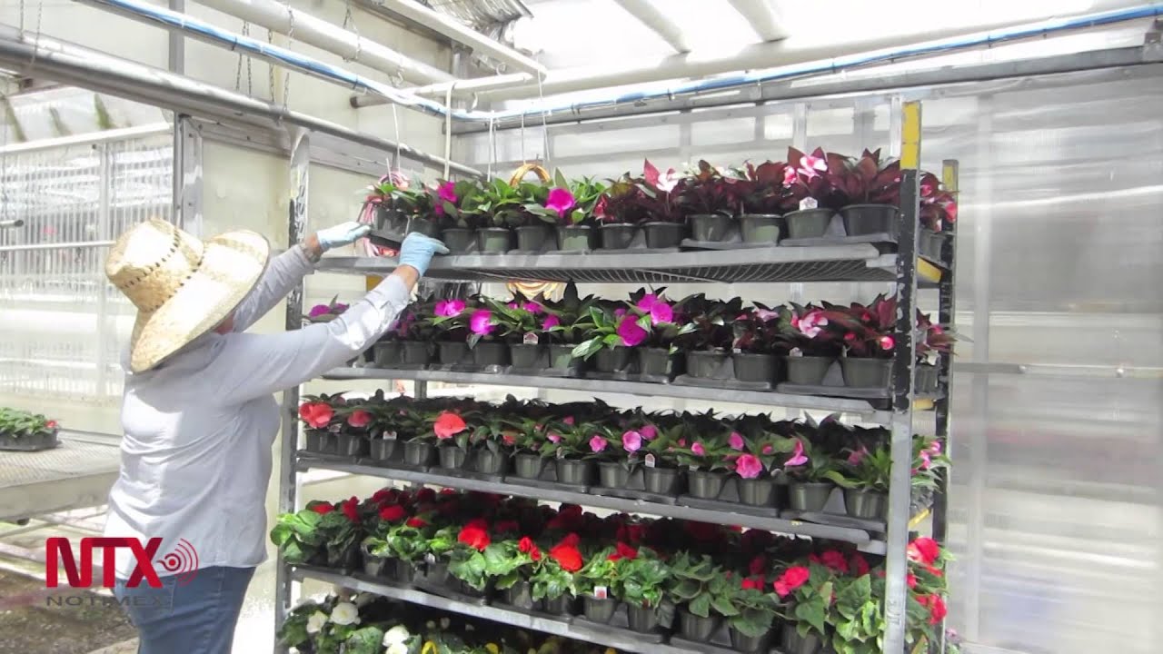 Canadienses valoran la dedicación de jornaleras mexicanas en cultivo de flores