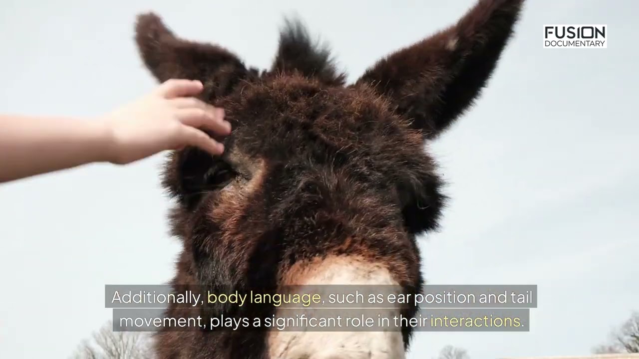 The Donkey: A Humble Hero of Human History | Wildlife Documentary | Fusion Documentary