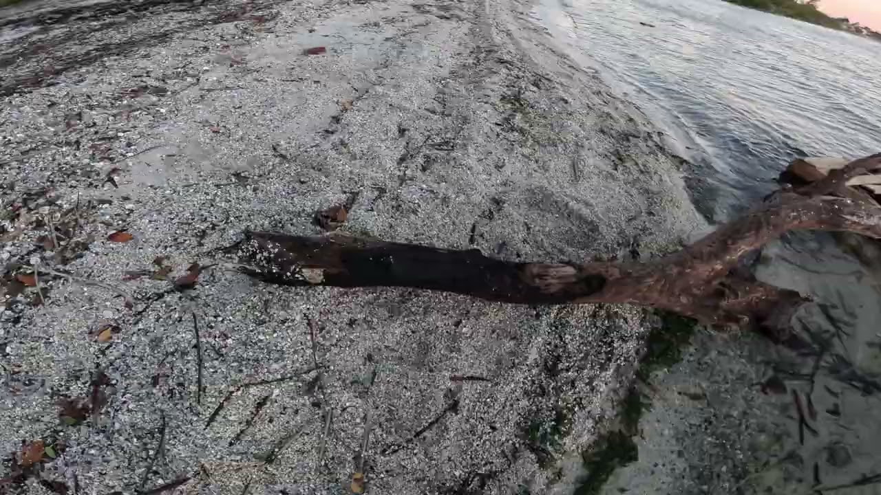 Feb 2, 2026 Banana River FL mini-shelling