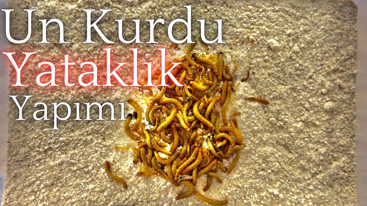 Un Kurdu Yataklığı Nasıl Yapılır ? // Un Kurdu Kolonimizi Kurtarıyoruz 2