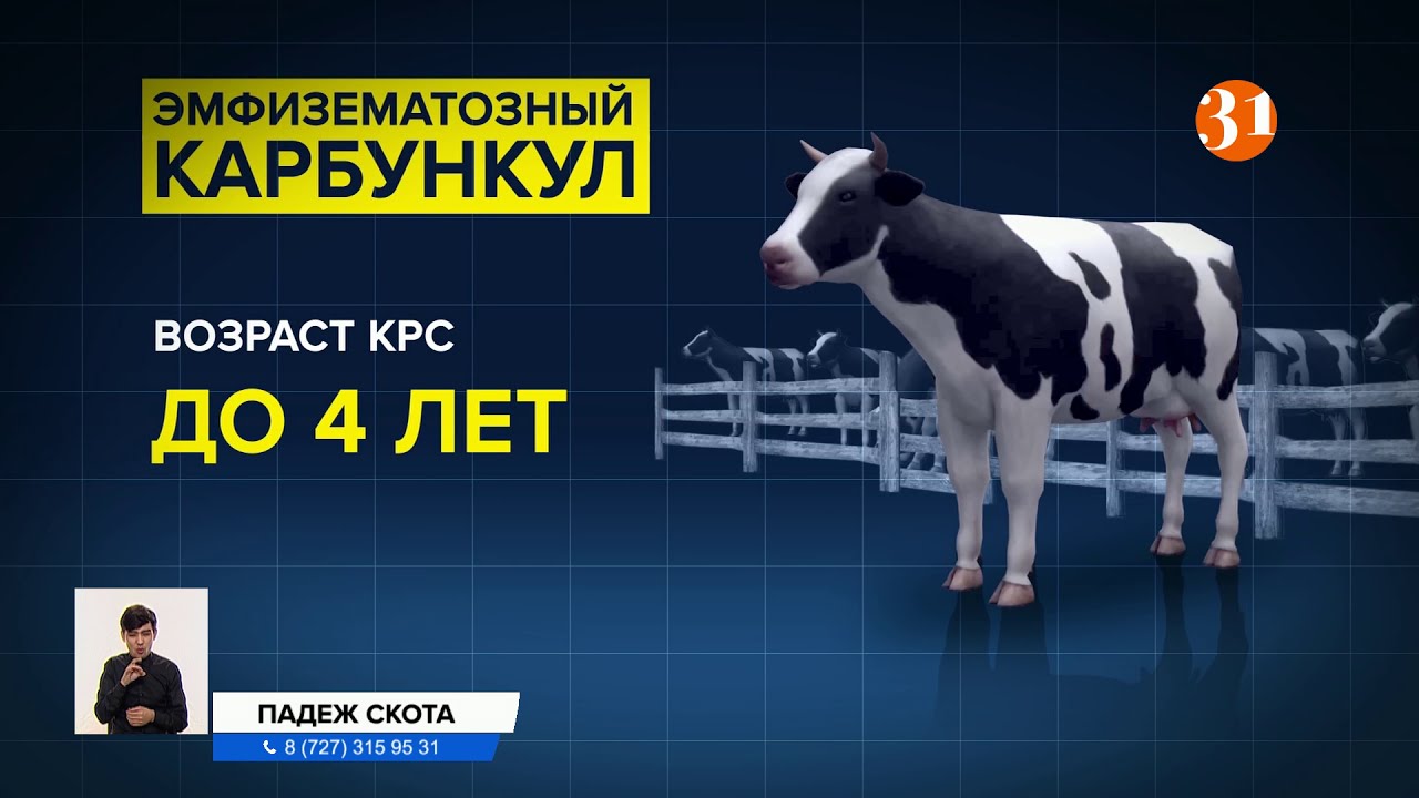 В Актюбинской области падеж скота из-за особо опасной болезни