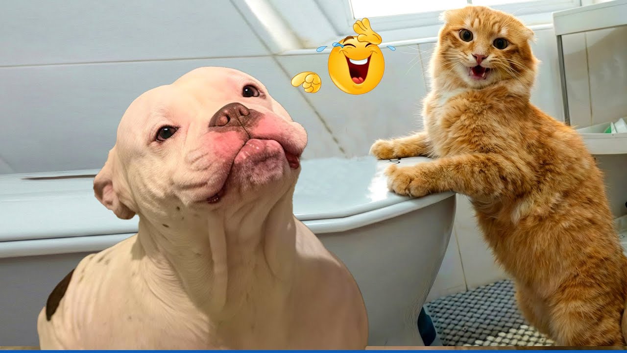Super Funny Dog Video Clips  😹🐶 The Funniest Cat & Dog Moments Compilation 😁