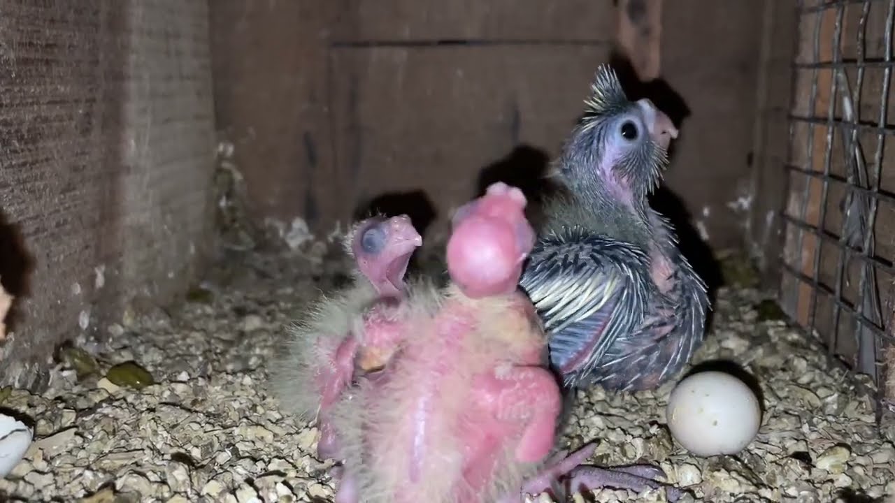 Cute cockatiels babies breeding progression EP: 33 | 5th June 2025