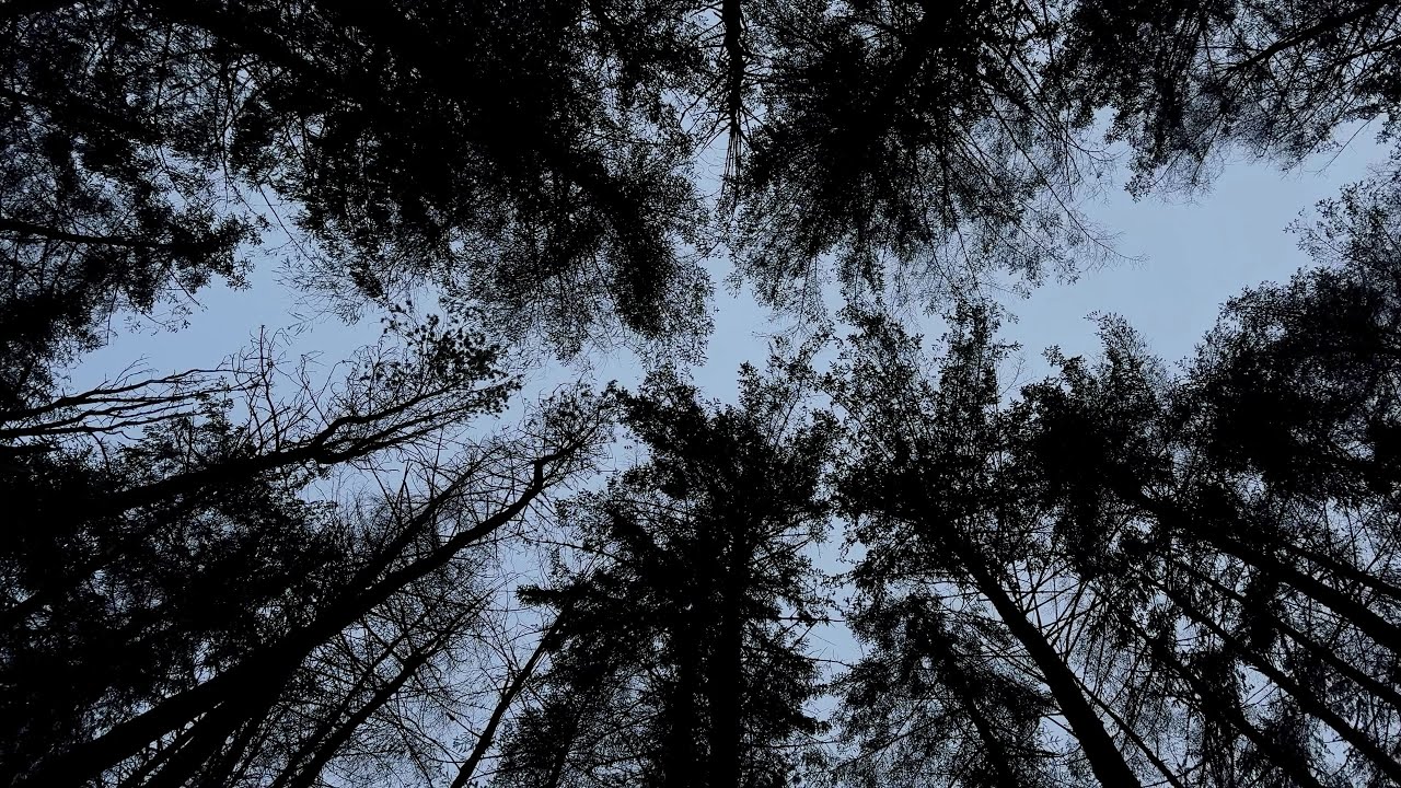 Winter Solstice - Tree Canopy | Scotland