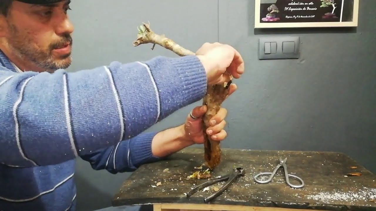 Hoy plantamos estaca de acebuche.