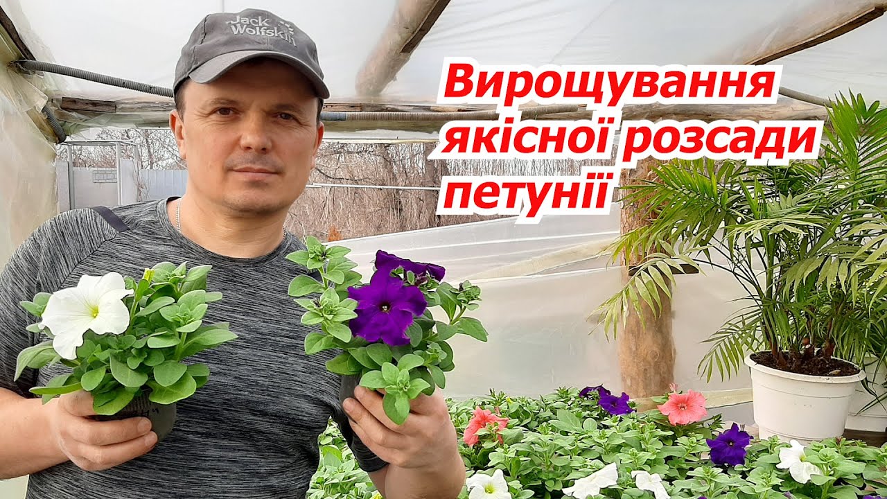 Вирощування якісної розсади петунії. Підживлення та пересадка.