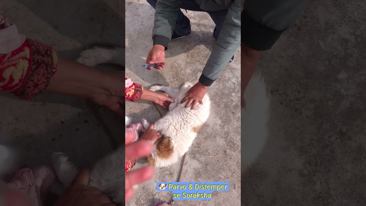Dog ko Megavac 7 Vaccine Lagai | Parvo, Distemper se Suraksha | Pet Care 