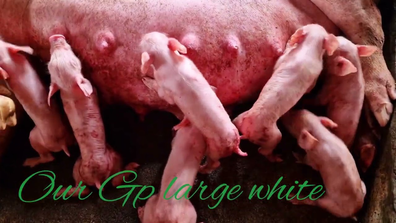 Yeheeyyy🥳 13 healthy Piglets | super excited,Gp sow and Gp large white boar