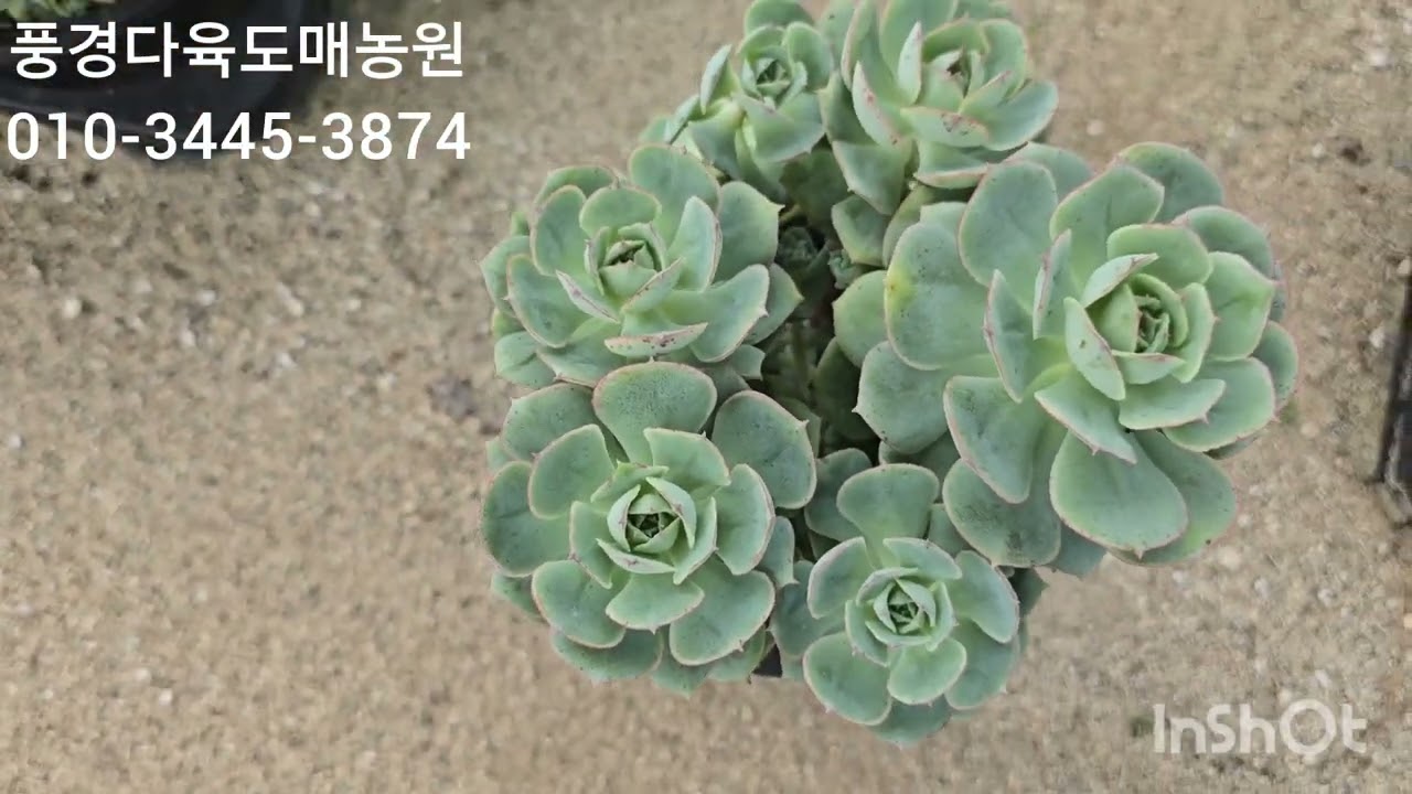 풍경다육도매농원