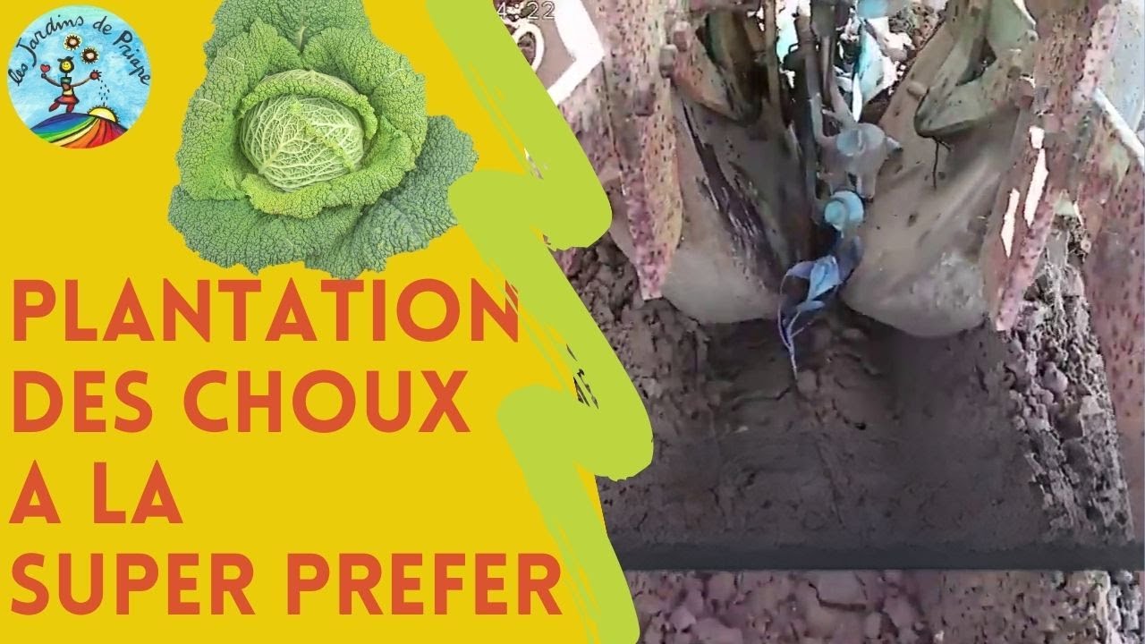 Plantation des choux d'hiver aux Jardins de Priape