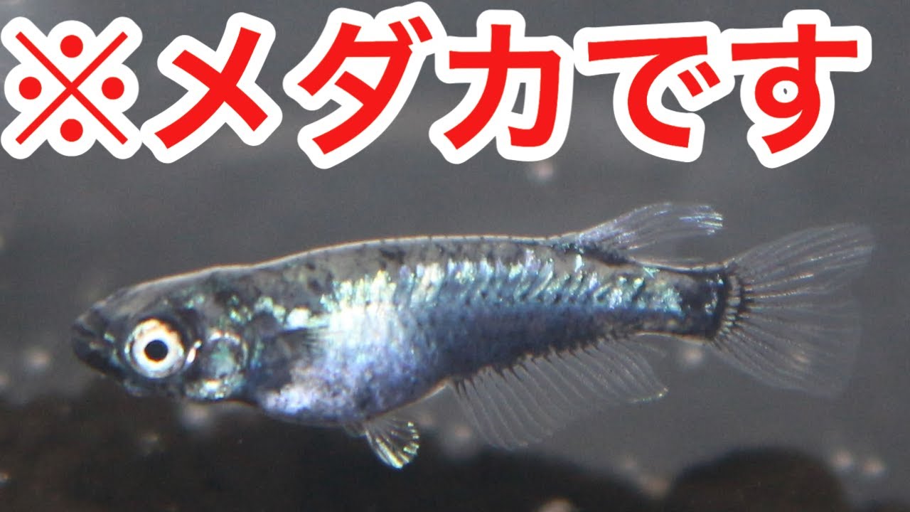 墨武(ボブ)メダカをお迎えしたので特徴など紹介します！