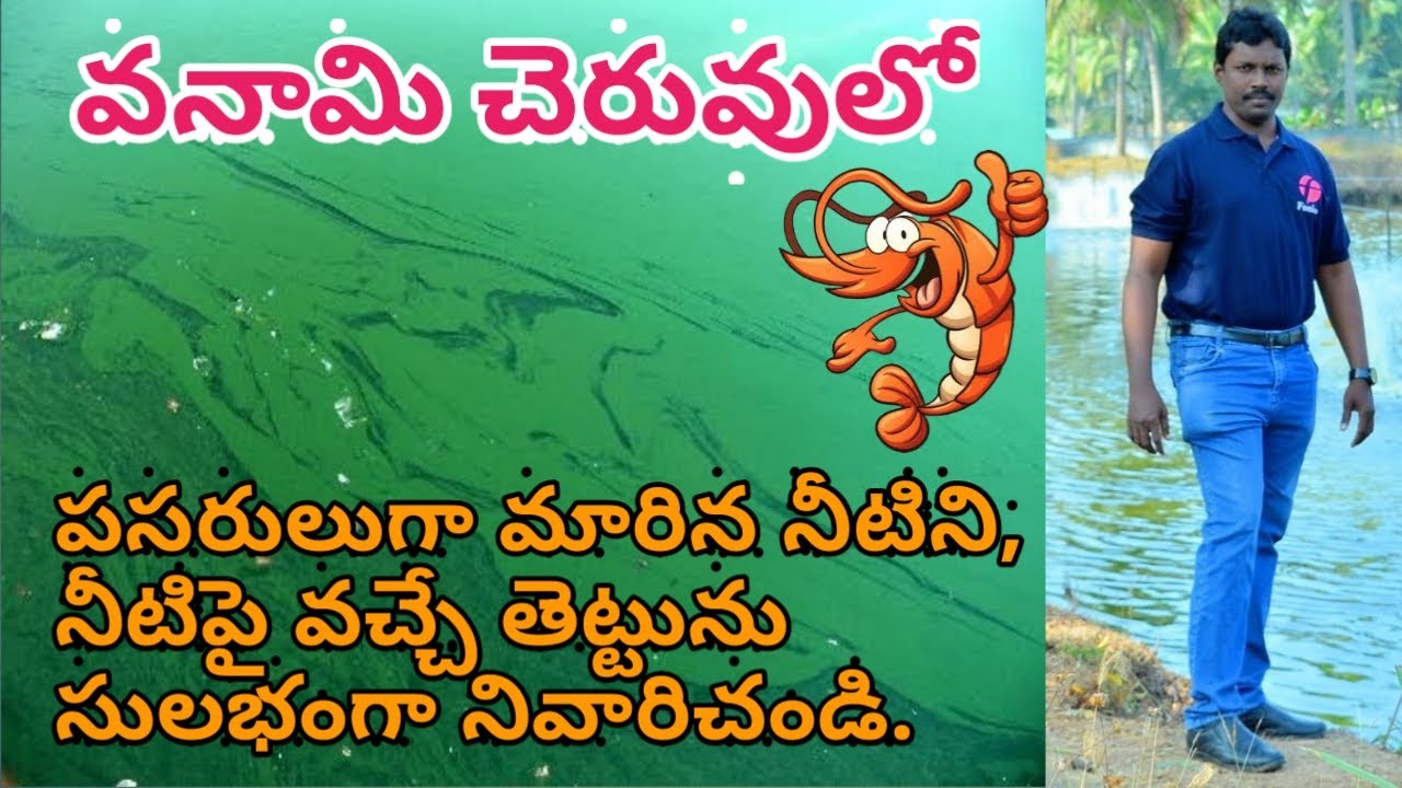 how to reduce blue green algae problem in vannamei tanks