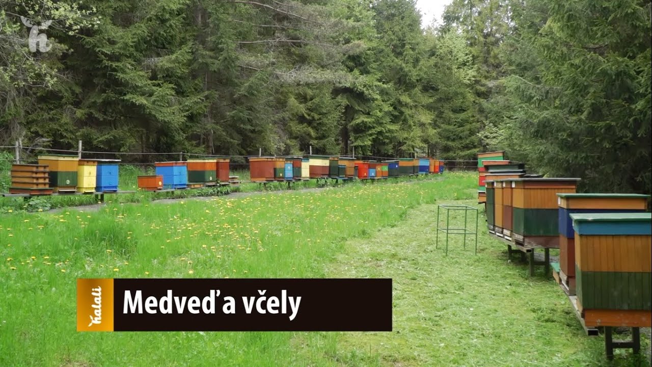 Medvede a včely