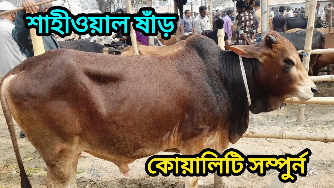 সরাসারি বসুনিয়া হাট থেকে আজকের সেরা কালেকশন শাহীওয়াল ষাঁড়। Sahiwal cow । 