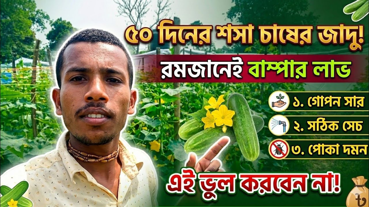 ৫০ দিনের শসা চাষের পরিচর্যা # cucumber farming 