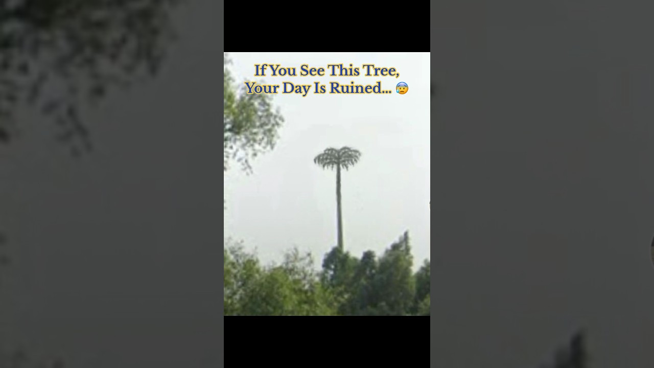 If You See This Tree, Your Day Is Ruined 😰 #creepy