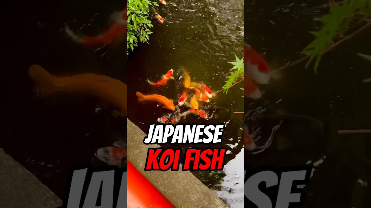 Surprising THINGS You Don&rsquo;t Know About Japanese Koi Fish 😱 #japan #travel #shorts