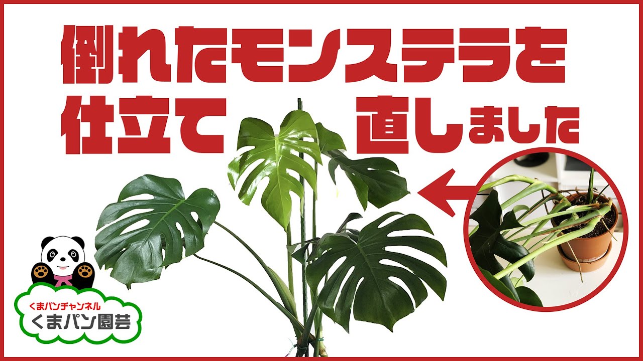 カタチの悪い、倒れたモンステラを仕立て直しました【くまパン園芸】